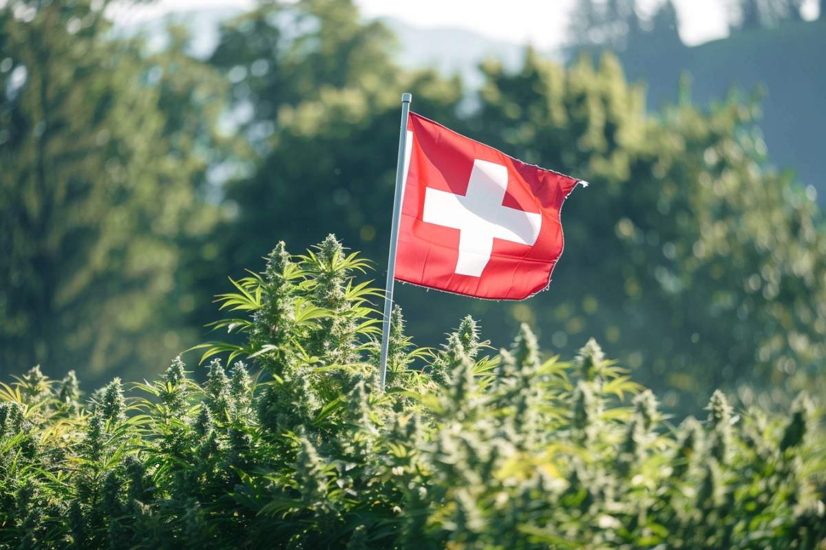 drapeau suisse au milieu de plantes de cannabis