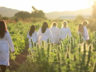 etudiants dans un champ de cannabis