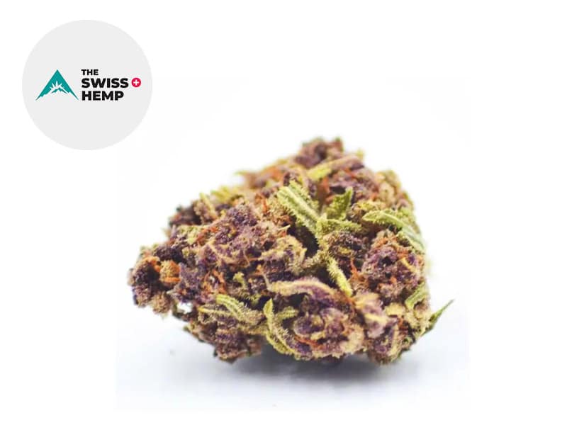 Purple Punch CBD 18 % Sous serre (The Swiss Hemp)