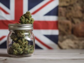 bocal fleurs cannabis et drapeau royaume uni