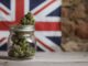 bocal fleurs cannabis et drapeau royaume uni