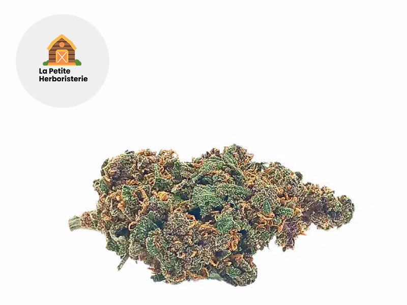 Purple Haze CB9 22 % Sous serre (La Petite Herboristerie)