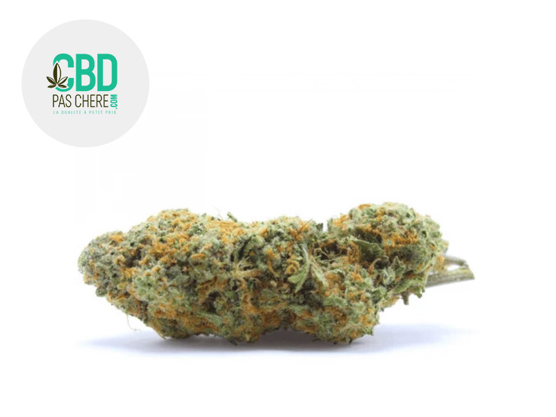 Chocolate Kush CBD 18 % Indoor (CBD Pas Chère)