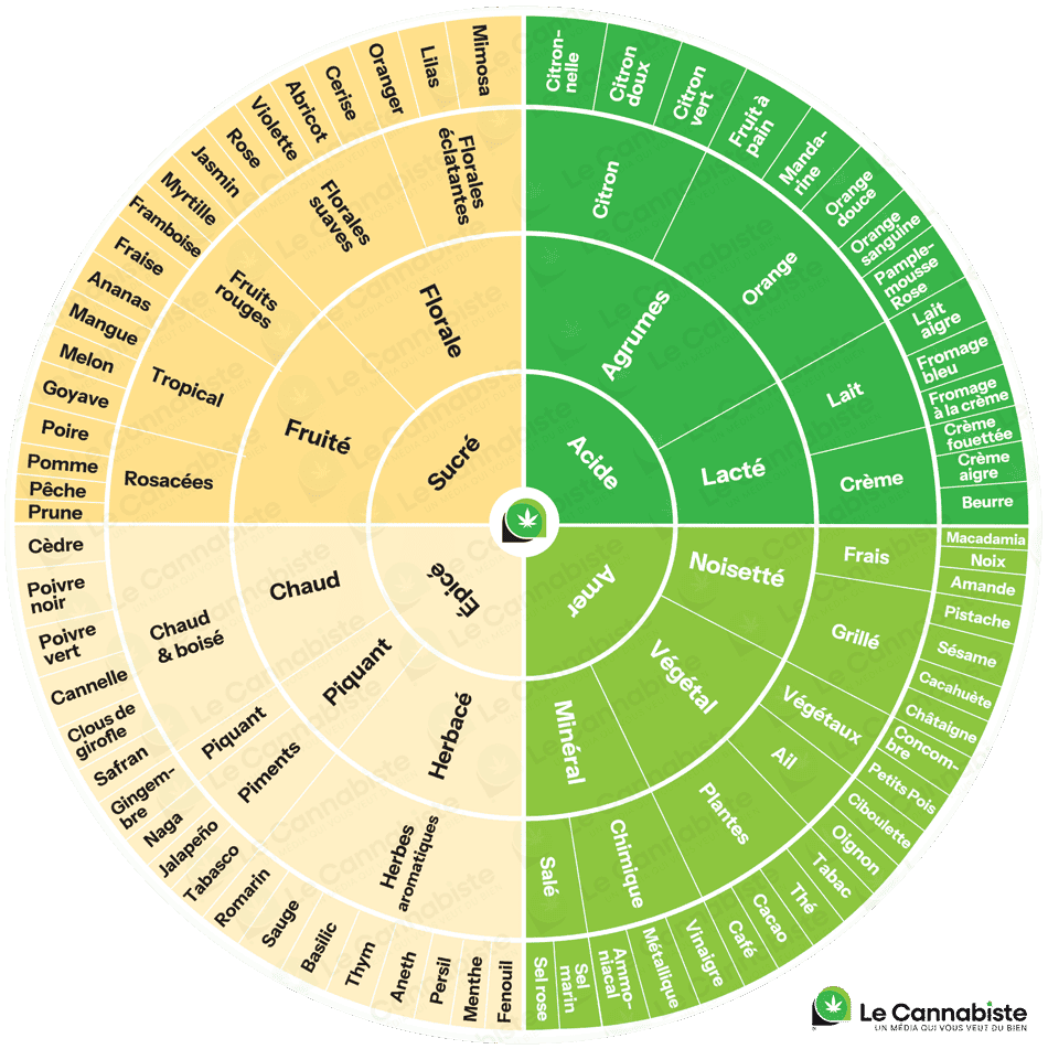 Roue des saveurs des terpènes du cannabis