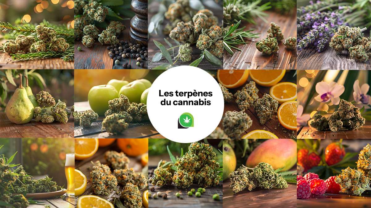 les terpènes du cannabis