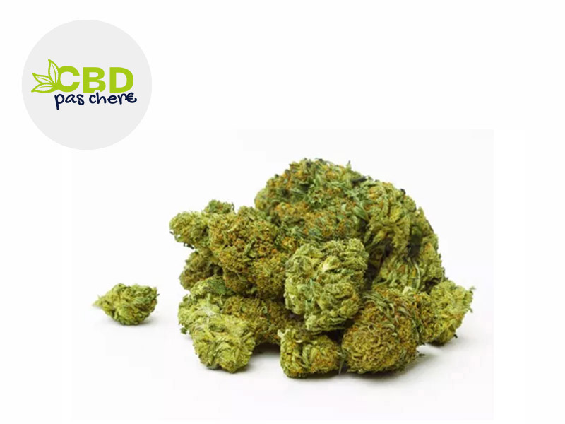 Swiss Cheese CBD 14 % Outdoor (CBD Pas Ch&egrave;re)
