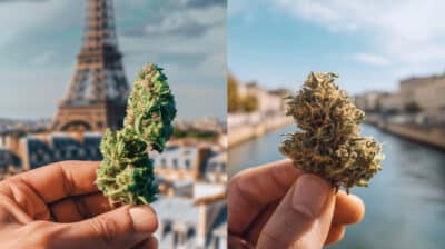 fleur de cannabis tenues devant paris et marseille