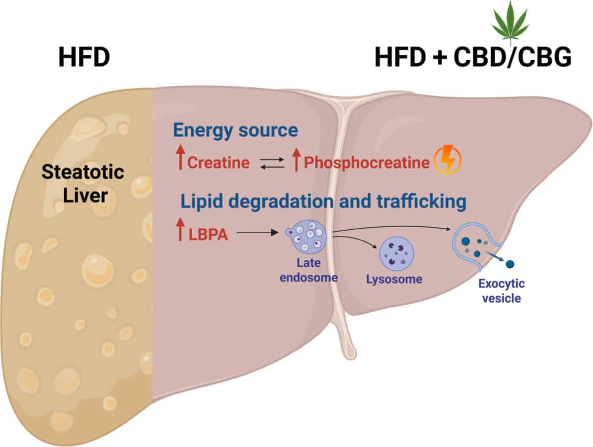 Graphical Abstract : Le CBD et le CBG réduisent la stéatose hépatique en améliorant la gestion de l’énergie cellulaire via la phosphocréatine et en renforçant la dégradation des lipides par les lysosomes.