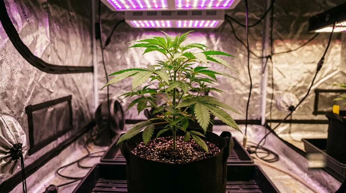 Jeune plante de cannabis éclairée par des LED horticoles violettes en intérieur